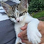 kitten, cat, animal, pet, person, hand, outdoor, nature, sky, cloud, greenery, grass, shirt, denim, holding, cute, young, feline, fur, portrait