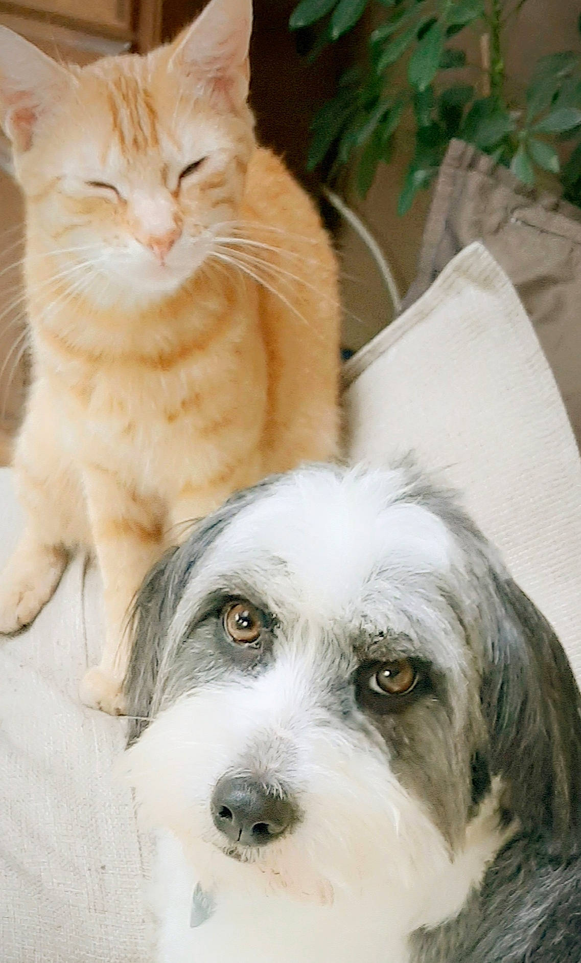 Lucky participe au concours pour gagner de l'argent avec cette photo : carnivore, cat, comfort, companion_dog, dog, dog_breed, domestic_short_haired_cat, fawn, felidae, fur, paw, small_terrier, small_to_medium_sized_cats, snout, sporting_group, tail, terrier, toy_dog, whiskers, working_animal