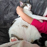 Tibou participe au concours pour gagner de l'argent avec cette photo : cat, sleeping, person, arm, pink_sweater, blanket, gray_blanket, cozy, indoor, relaxation, pet, fur, paw, comfort, nap, resting, closeup, cuddle, domestic_animal, feline