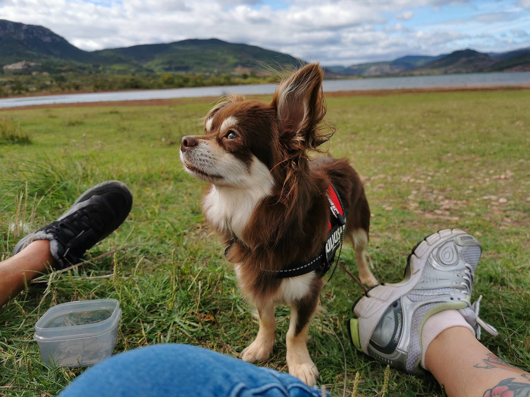 Alto a rejoint le concours — aidez-le/la à gagner de superbes lots ! adventure, canidae, carnivore, chihuahua, companion_dog, dog, dog_breed, fawn, grass, mammal, sporting_group, toy_dog, vertebrate