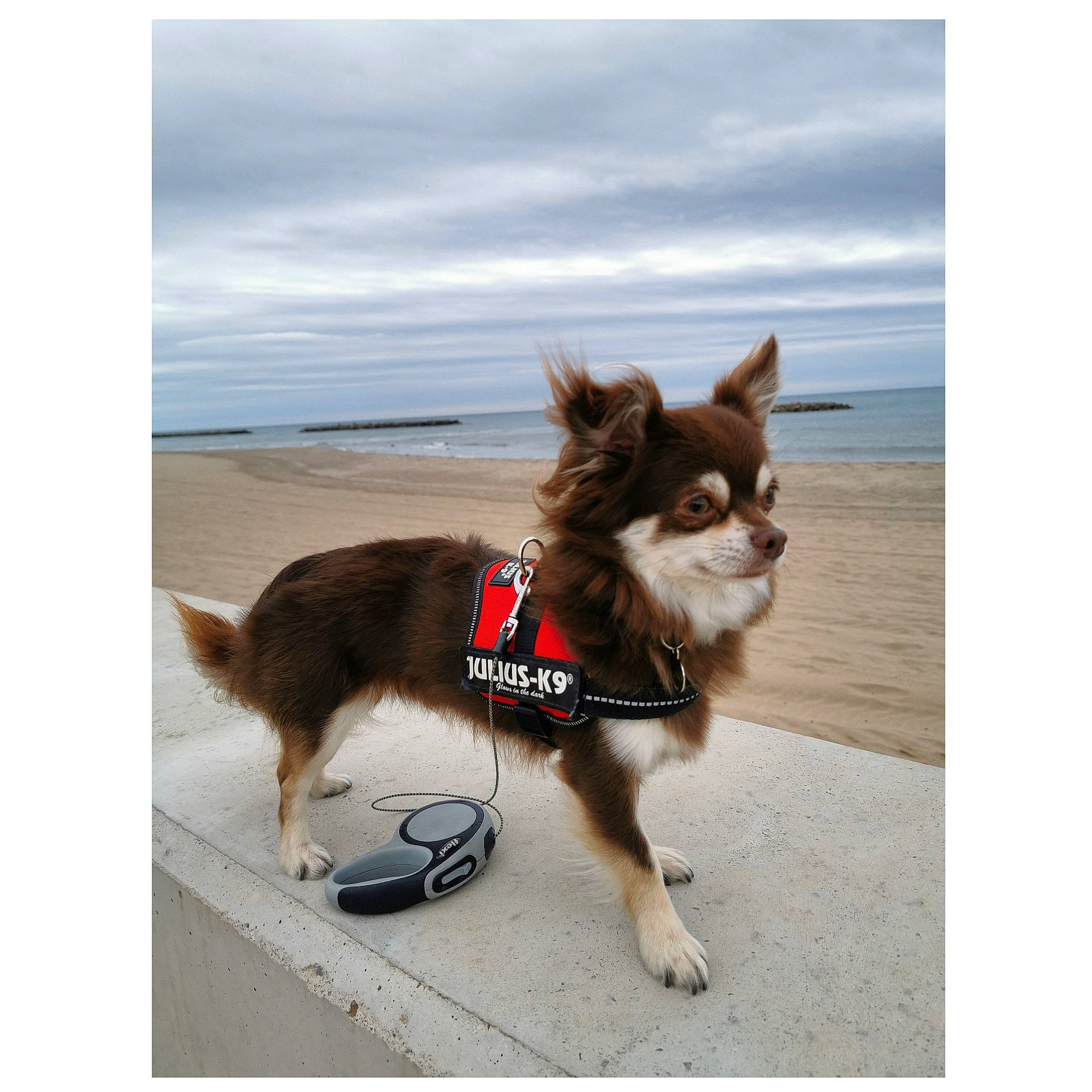 Alto a rejoint le concours — aidez-le/la à gagner de superbes lots ! canidae, carnivore, chihuahua, collar, companion_dog, dog, dog_breed, leash