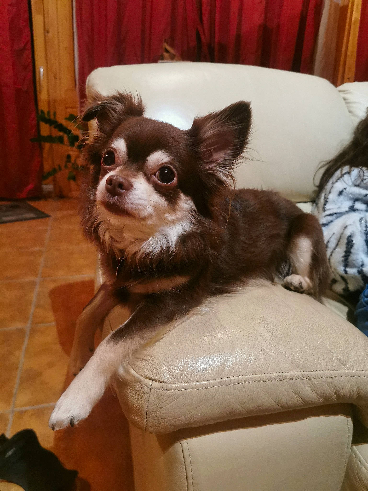 Alto participe au concours pour gagner de l'argent avec cette photo : canidae, carnivore, chihuahua, companion_dog, dog, dog_breed, fawn, mammal, papillon, puppy, sporting_group, toy_dog, vertebrate