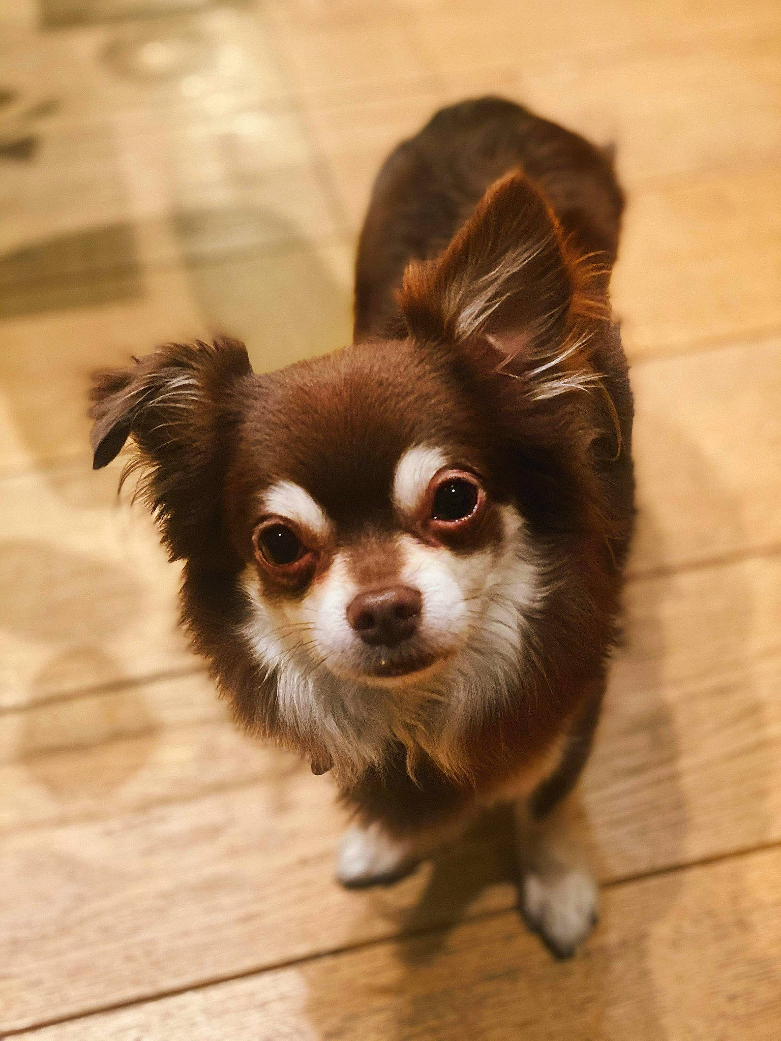 Alto participe au concours pour gagner de l'argent avec cette photo : canidae, carnivore, chihuahua, companion_dog, dog, dog_breed, ear, fawn, fur, mammal, nose, puppy, skin, snout, sporting_group, toy_dog, whiskers