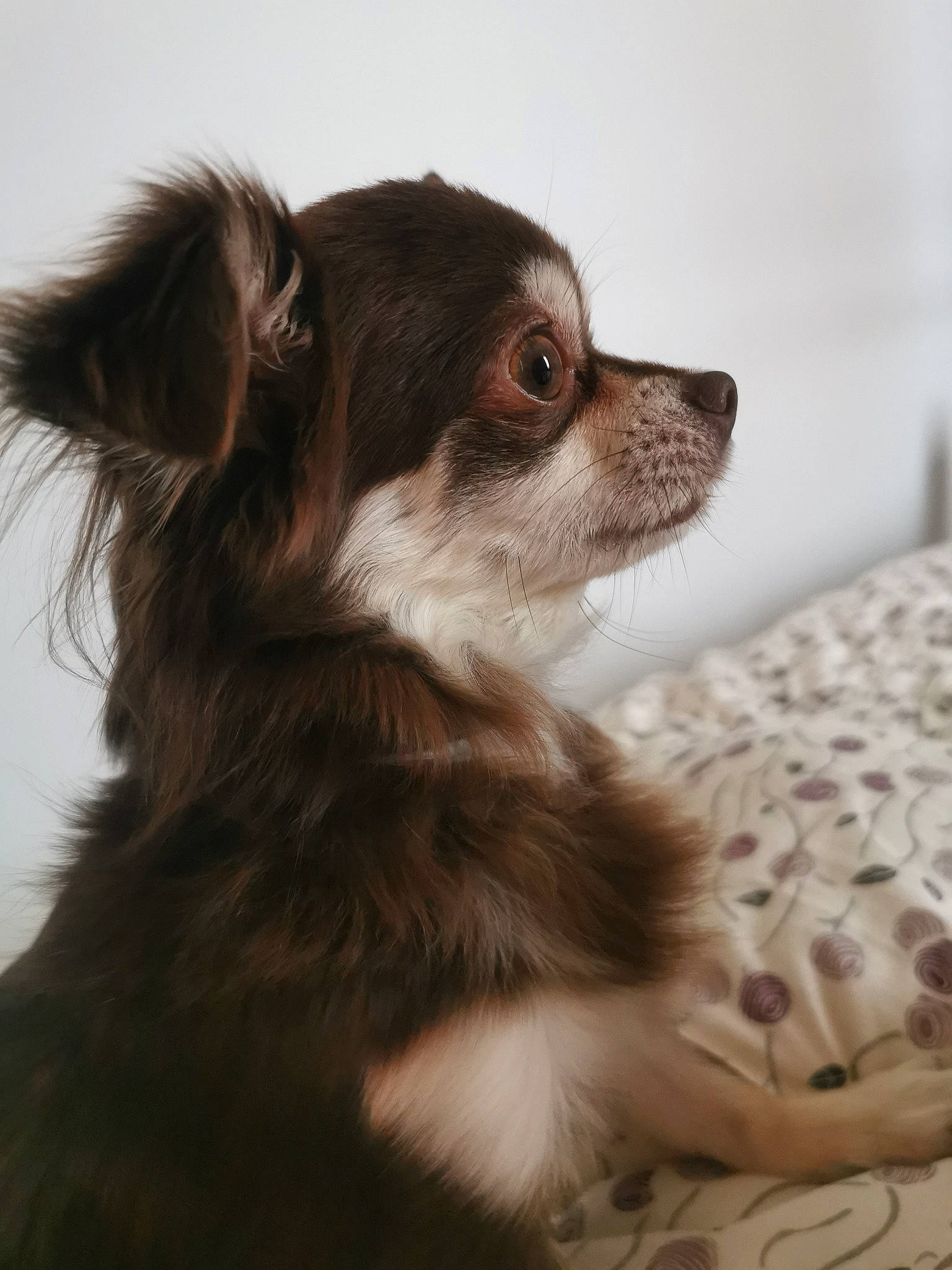 Alto a rejoint le concours — aidez-le/la à gagner de superbes lots ! canidae, carnivore, chihuahua, companion_dog, dog, dog_breed, ear, fawn, mammal, puppy, rare_breed_dog, snout, sporting_group, toy_dog, vertebrate