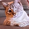 cat, pet, animal, indoor, couch, sofa, portrait, close_up, lying_down, sitting, white_fur, orange_fur, bicolor, tabby, blue_eyes, paw, whiskers, ears, blanket, home_decor