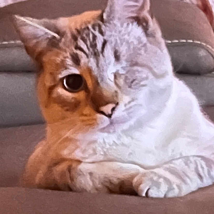 Tuco joined the competition — help win amazing prizes! cat, pet, animal, indoor, couch, sofa, portrait, close_up, lying_down, sitting, white_fur, orange_fur, bicolor, tabby, blue_eyes, paw, whiskers, ears, blanket, home_decor