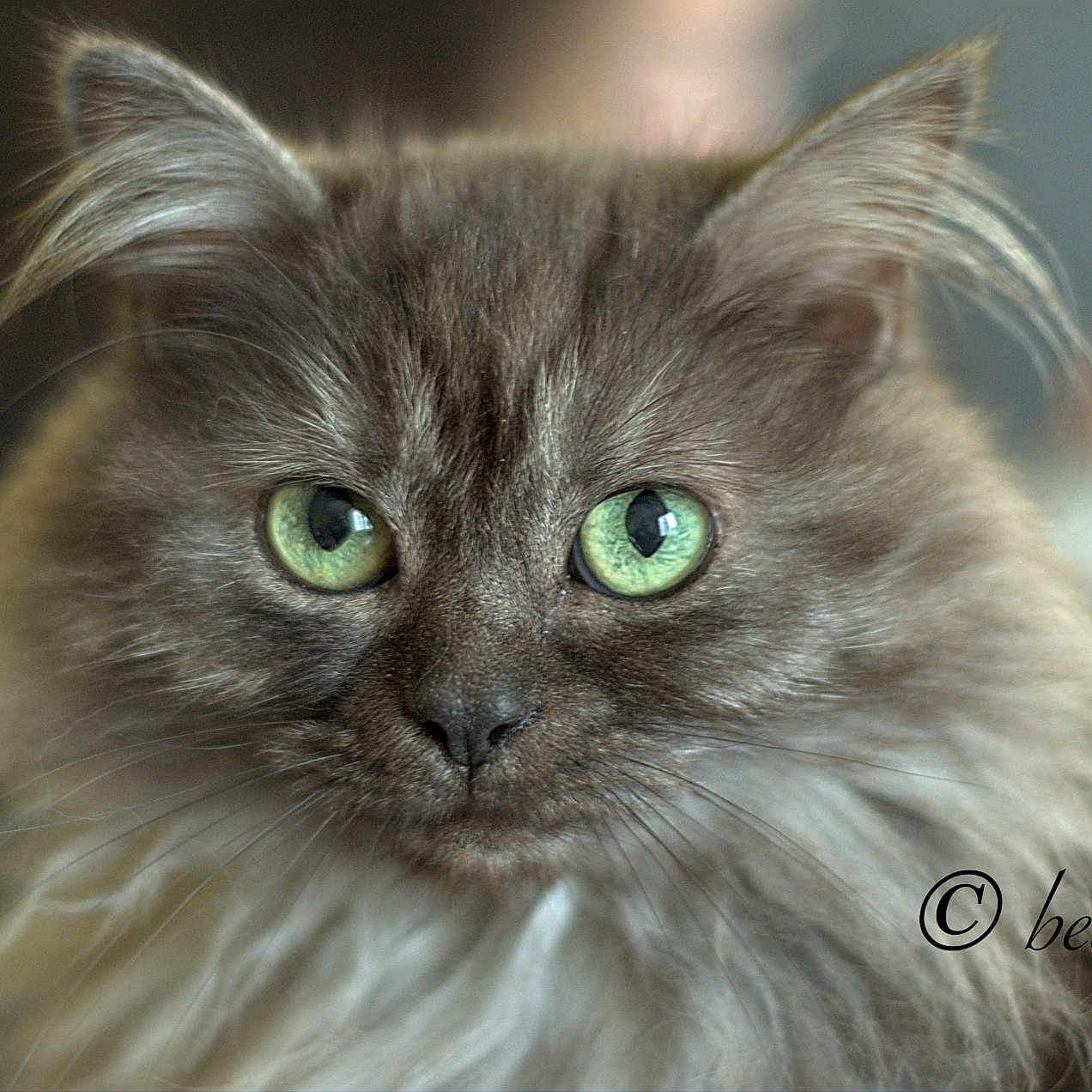 Indian participe au concours pour gagner de l'argent avec cette photo : animal, cat, close_up, cute, domestic_cat, ears, eyes, face, feline, fluffy, focus, furry, green_eyes, indoor, looking, mammal, pet, portrait, soft_fur, whiskers