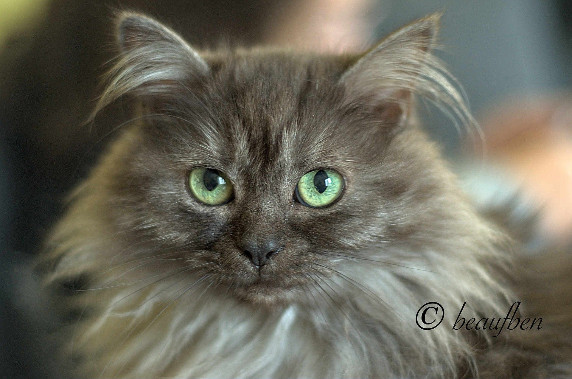 Indian participe au concours pour gagner de l'argent avec cette photo : cat, feline, green_eyes, fluffy, portrait, close_up, pet, animal, whiskers, ears, soft_fur, domestic_cat, looking, face, cute, furry, indoor, mammal, focus, eyes