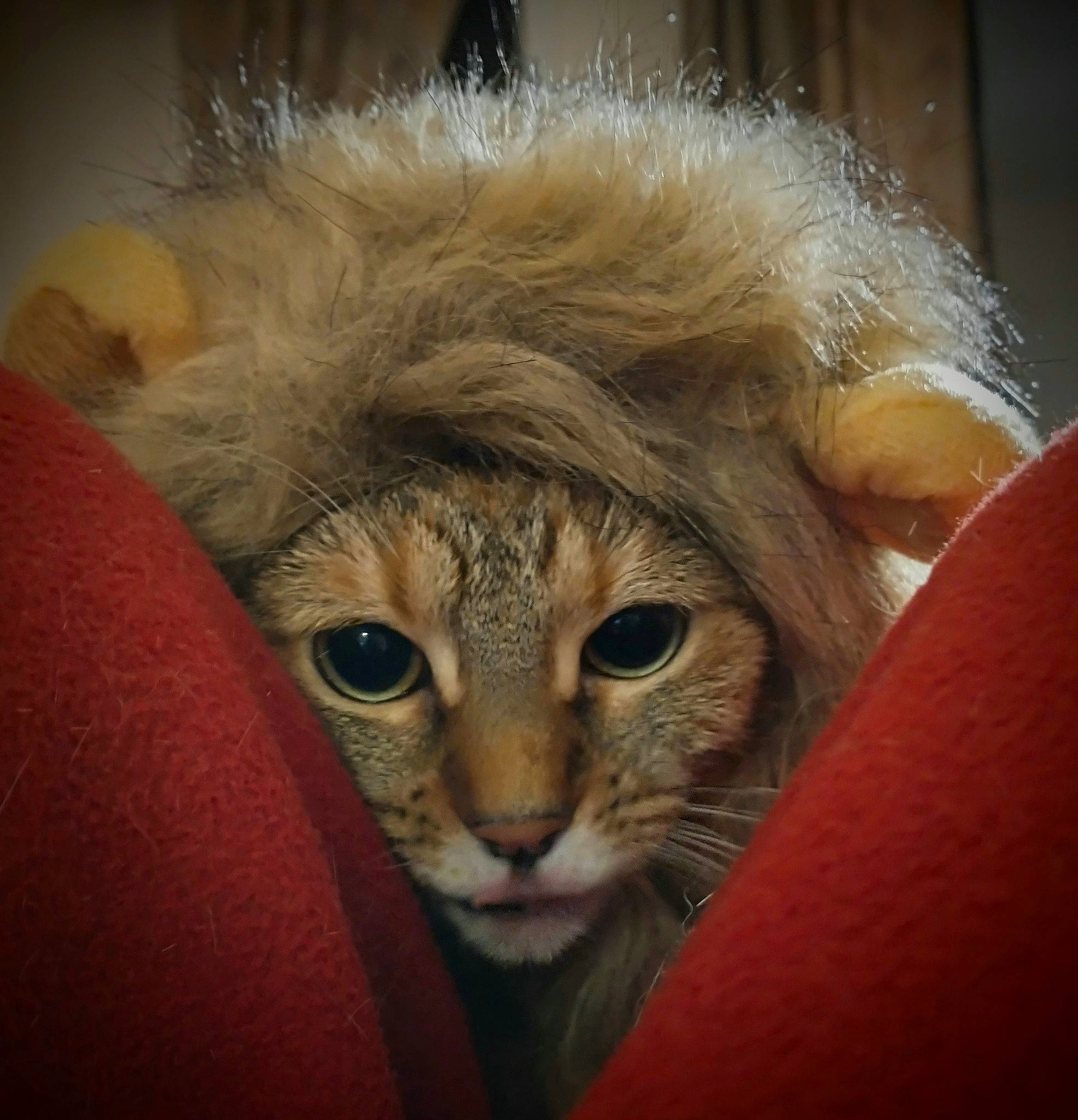 Honey Bun joined the competition — help win amazing prizes! carnivore, cat, claw, comfort, domestic_short_haired_cat, ear, eye, fawn, felidae, fur, hair, head, small_to_medium_sized_cats, snout, tail, terrestrial_animal, whiskers, wildlife