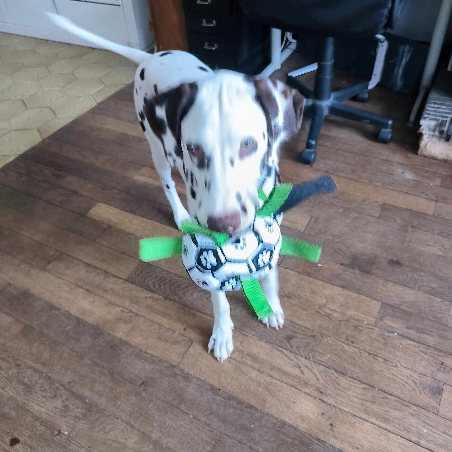 Marcus participe au concours pour gagner de l'argent avec cette photo : accessories, animal, ball, canine, chair, dalmatian, dog, football, furniture, hardwood, hound, pet, plywood, pointer, puppy, soccer, soccerball, sport, strap, wood