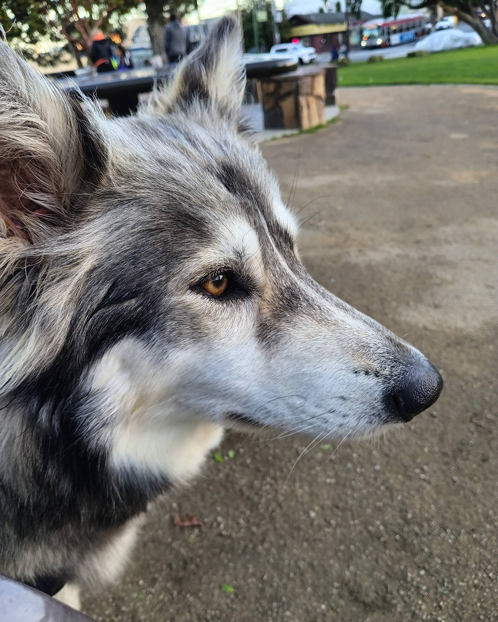 Rieka Isleen joined the competition — help win amazing prizes! ancient_dog_breeds, canis, carnivore, dog, dog_breed, fur, grass, plant, sled_dog, snout, sporting_group, terrestrial_animal, whiskers, wildlife, wolf, working_animal, working_dog