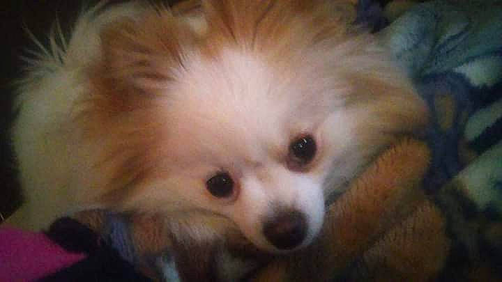 Diamond joined the competition — help win amazing prizes! canidae, carnivore, companion_dog, dog, dog_breed, german_spitz, german_spitz_klein, german_spitz_mittel, mammal, non_sporting_group, nose, pomeranian, puppy, skin, snout, spitz, toy_dog, vertebrate, volpino_italiano, whiskers