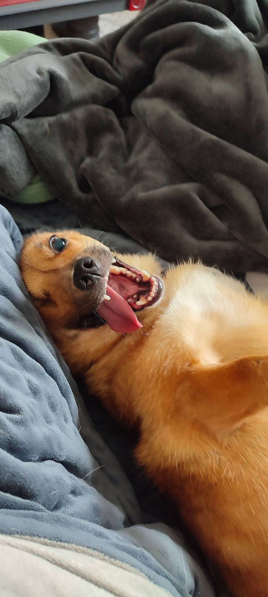 Bernie participe au concours pour gagner de l'argent avec cette photo : carnivore, comfort, companion_dog, dog, dog_breed, fang, fawn, felidae, fur, paw, pomeranian, silken_windhound, small_to_medium_sized_cats, snout, spitz, sporting_group, terrestrial_animal, tooth, whiskers, yawn