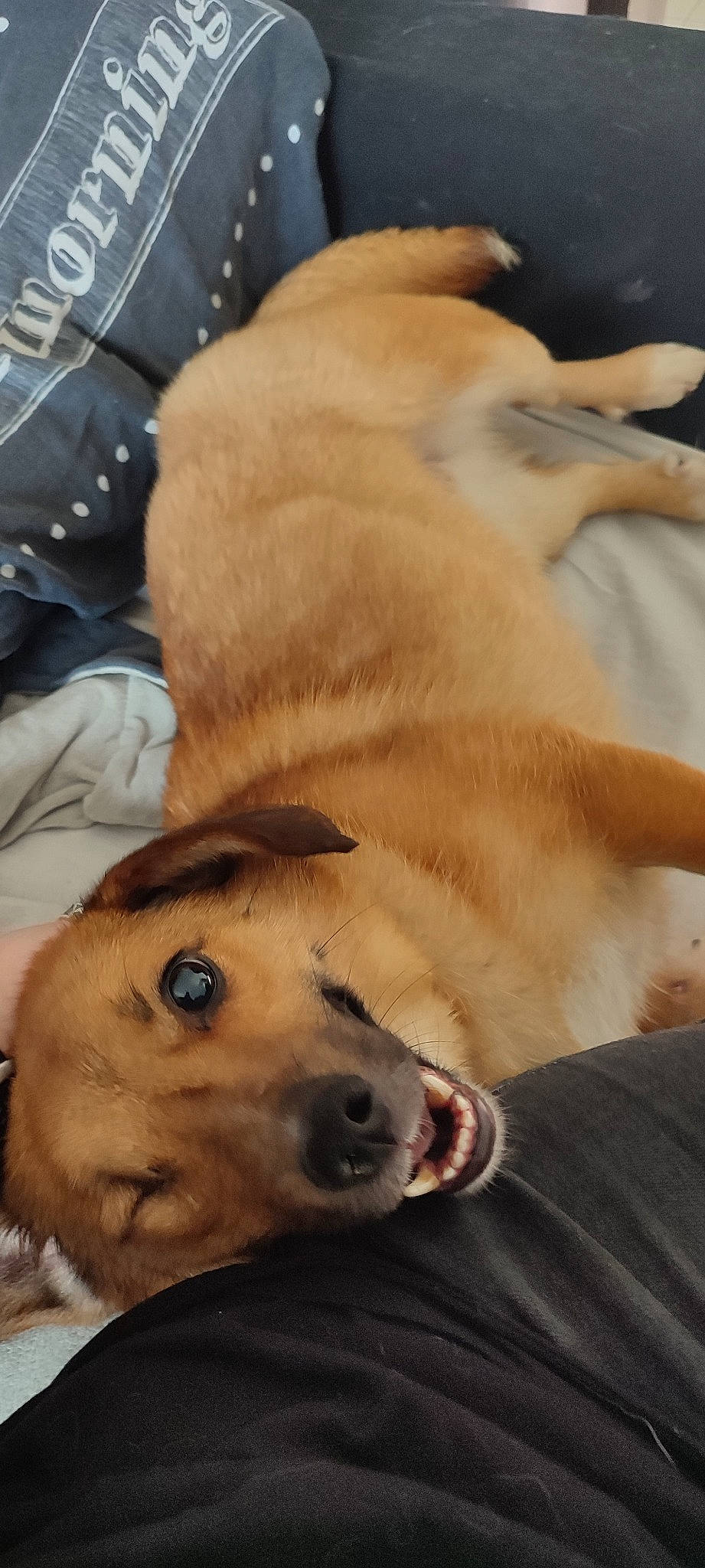 Bernie participe au concours pour gagner de l'argent avec cette photo : canidae, carnivore, comfort, companion_dog, dog, dog_breed, fawn, fur, guard_dog, nap, non_sporting_group, paw, retriever, sporting_group, street_dog, terrestrial_animal, whiskers, working_animal