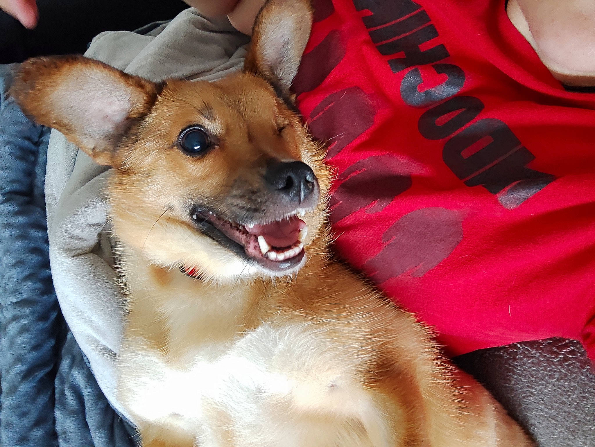 Bernie participe au concours pour gagner de l'argent avec cette photo : canidae, carmine, carnivore, collar, companion_dog, dog, dog_breed, dog_collar, fang, fawn, fur, leash, paw, photo_caption, puppy, sleeve, smile, snout, sporting_group, whiskers