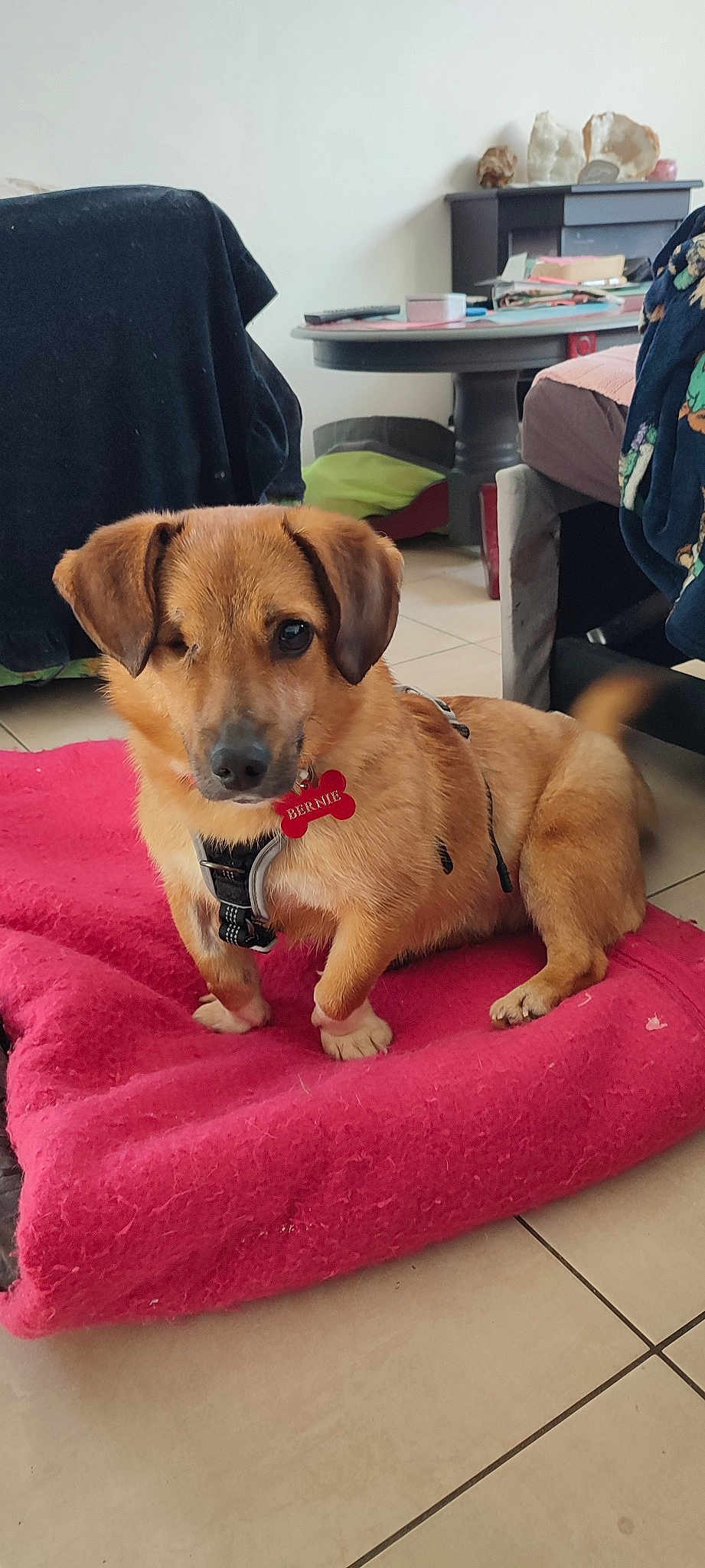 Bernie