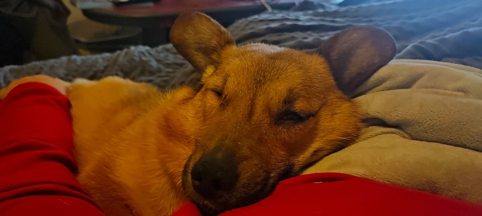 Bernie participe au concours pour gagner de l'argent avec cette photo : ancient_dog_breeds, canidae, carnivore, comfort, companion_dog, dog, dog_breed, fawn, fur, guard_dog, nap, non_sporting_group, puppy, snout, sporting_group, whiskers, working_animal