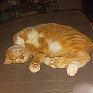 Mingo joined the competition — help win amazing prizes! cat, orange_cat, sleeping, resting, pet, feline, paws, whiskers, couch, indoor, relaxing, tattoo, human_legs, brown_furniture, cozy, nap, domestic_animal, fur, cute, closed_eyes