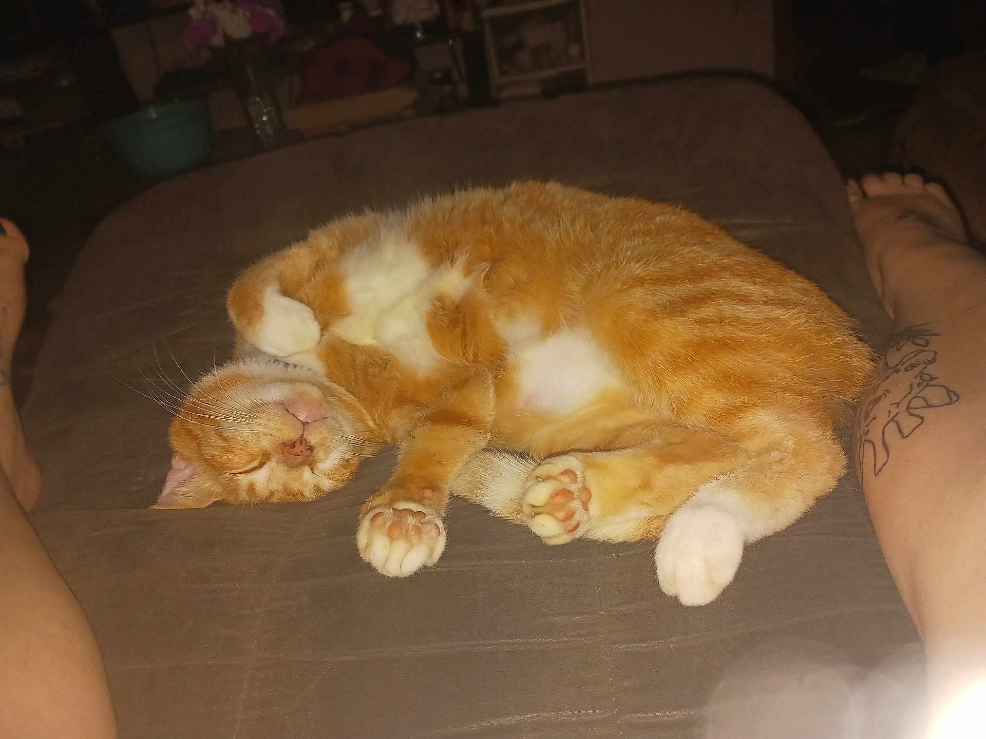 Mingo joined the competition — help win amazing prizes! cat, orange_cat, sleeping, resting, pet, feline, paws, whiskers, couch, indoor, relaxing, tattoo, human_legs, brown_furniture, cozy, nap, domestic_animal, fur, cute, closed_eyes
