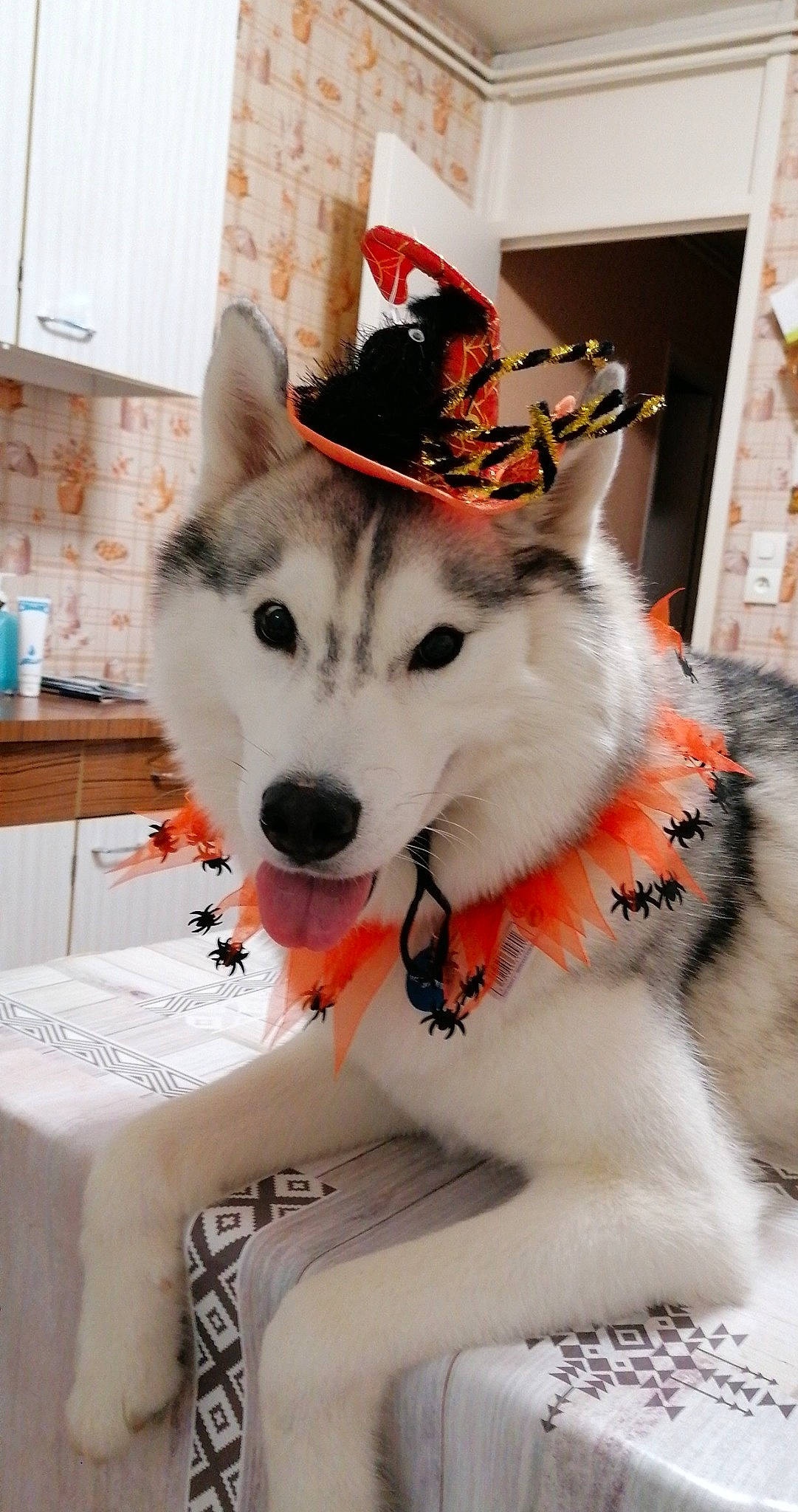 Oligane a rejoint le concours — aidez-le/la à gagner de superbes lots ! canidae, canis, carnivore, collar, companion_dog, dog, dog_breed, dog_clothes, dog_collar, dog_supply, fashion_accessory, fur, herding_dog, leash, recreation, sled_dog, snout, sporting_group, white, working_animal