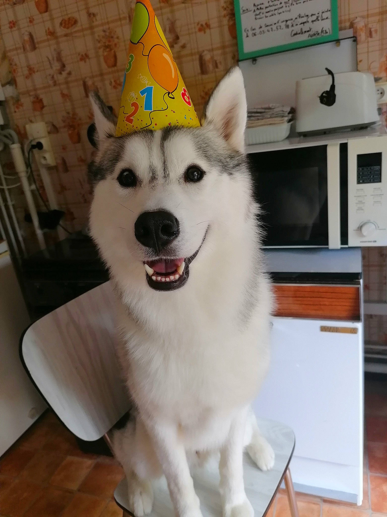 Oligane participe au concours pour gagner de l'argent avec cette photo : art, cabinetry, canidae, carnivore, collar, companion_dog, cone, dog, dog_breed, dog_supply, flooring, fur, hardwood, home_appliance, kitchen_appliance, kitchen_stove, party_hat, picture_frame, room, triangle