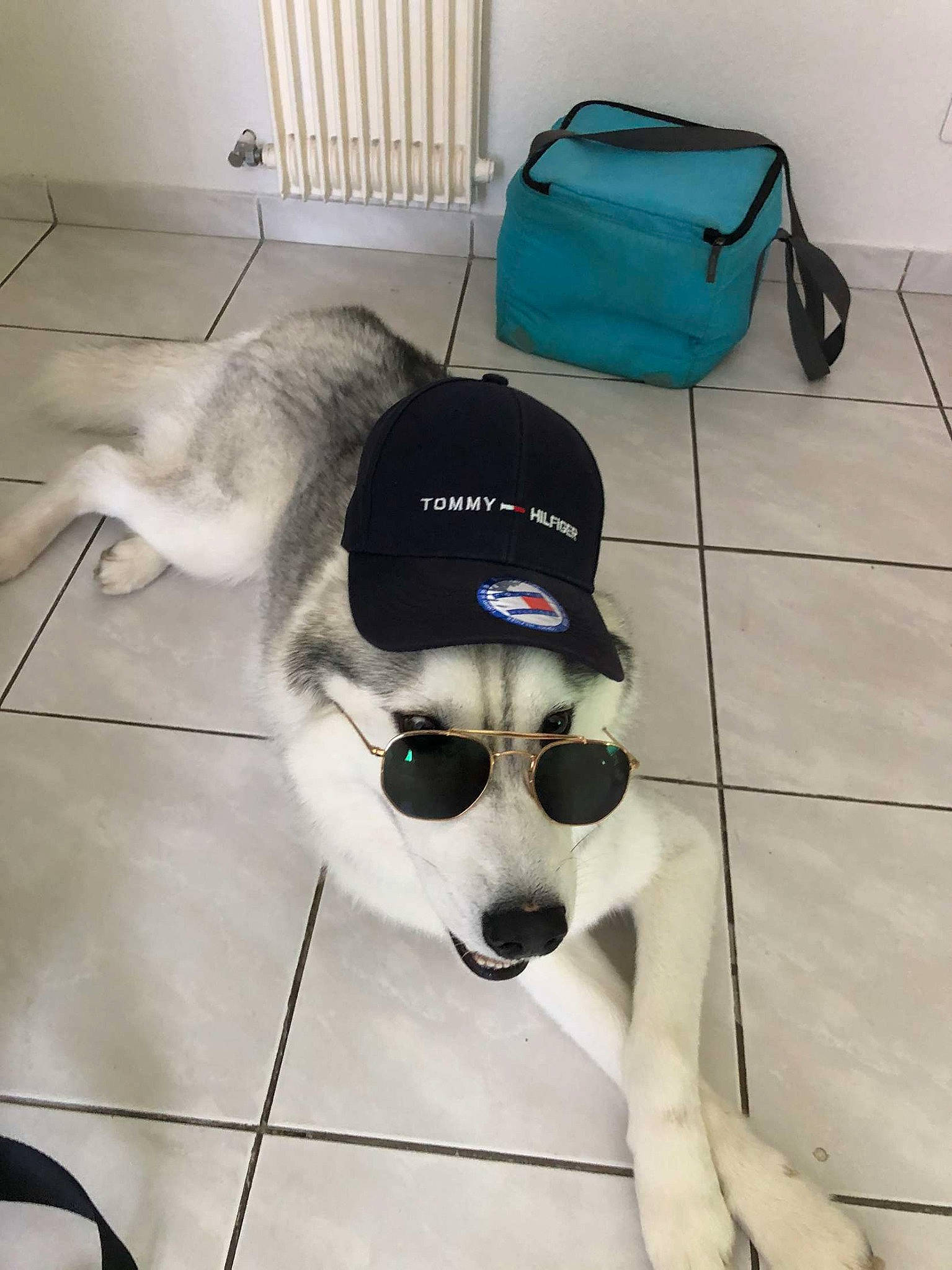 Oligane a rejoint le concours — aidez-le/la à gagner de superbes lots ! bag, carnivore, collar, companion_dog, dog, dog_breed, eyewear, fawn, floor, flooring, glasses, goggles, luggage_and_bags, pet_supply, snout, sunglasses, tail, toy, vision_care, working_animal