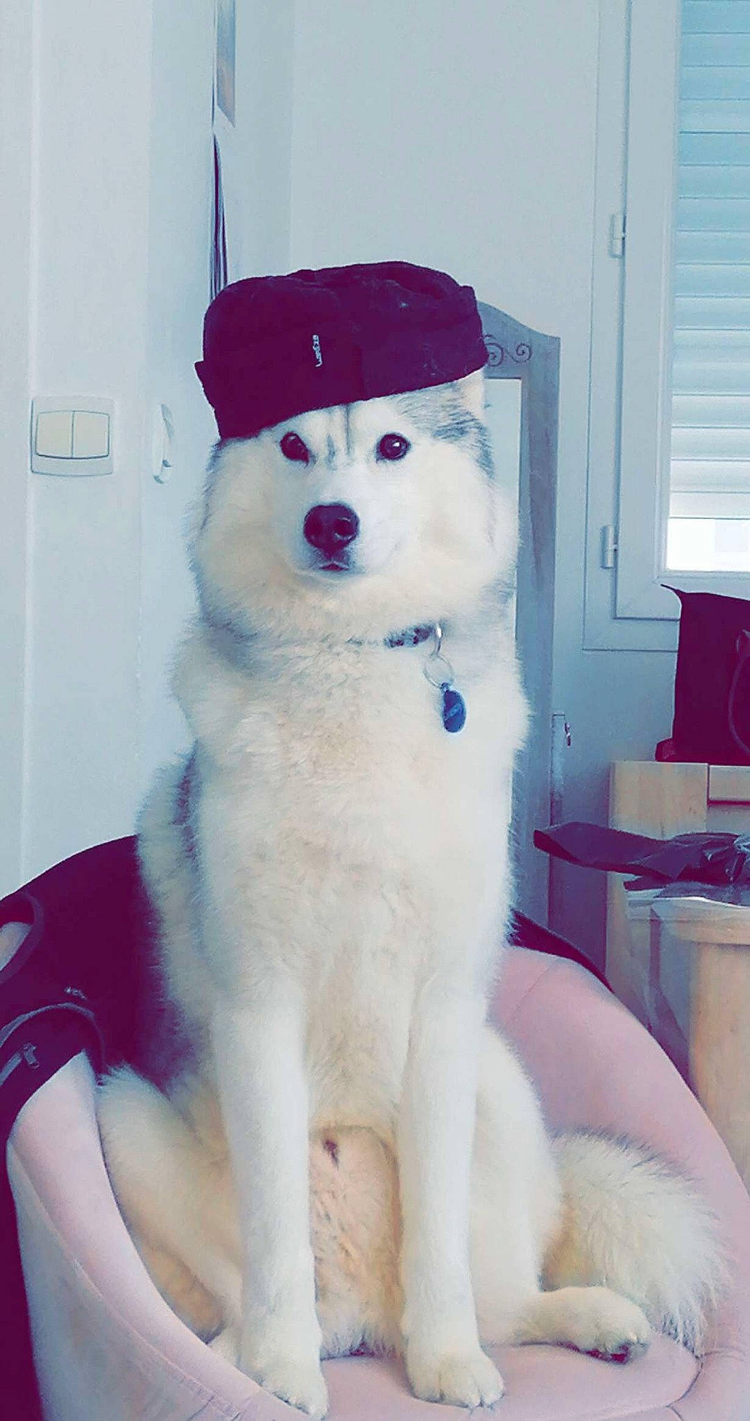 Oligane a rejoint le concours — aidez-le/la à gagner de superbes lots ! canidae, carnivore, collar, companion_dog, dog, dog_breed, dog_collar, dog_supply, door, fawn, fur, hat, non_sporting_group, pet_supply, snout, sporting_group, white, window_blind, winter, working_animal