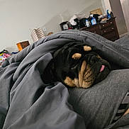 Pooh is registered to the contest to win money with this photo: dog, blanket, bed, sleeping, tongue_out, wrinkles, indoor, cozy, gray, furniture, dresser, comfort, resting, pet, snuggled, cute, tongue, fur, domestic_animal, relaxation
