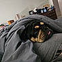 dog, blanket, bed, sleeping, tongue_out, wrinkles, indoor, cozy, gray, furniture, dresser, comfort, resting, pet, snuggled, cute, tongue, fur, domestic_animal, relaxation
