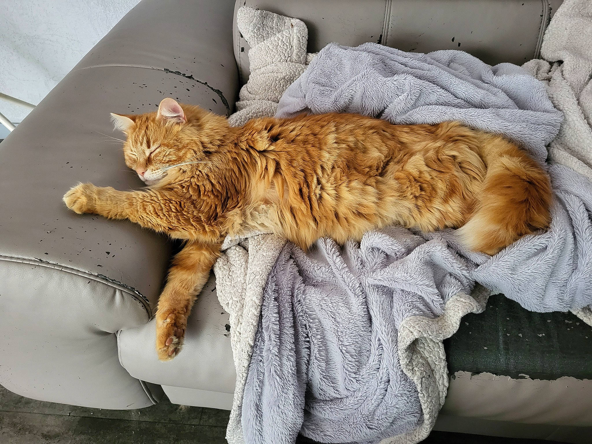 Caramel participe au concours pour gagner de l'argent avec cette photo : bed, bedding, carnivore, cat, chair, claw, comfort, couch, domestic_short_haired_cat, fawn, felidae, fur, furniture, linens, nap, paw, small_to_medium_sized_cats, tail, vehicle, whiskers