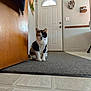 cat, calico_cat, pet, sitting, entryway, doormat, tile_floor, indoor, door, wreath, hanging_plant, wall, door_handle, wooden_panel, rug, chair_leg, floor, portrait, staring, household_item