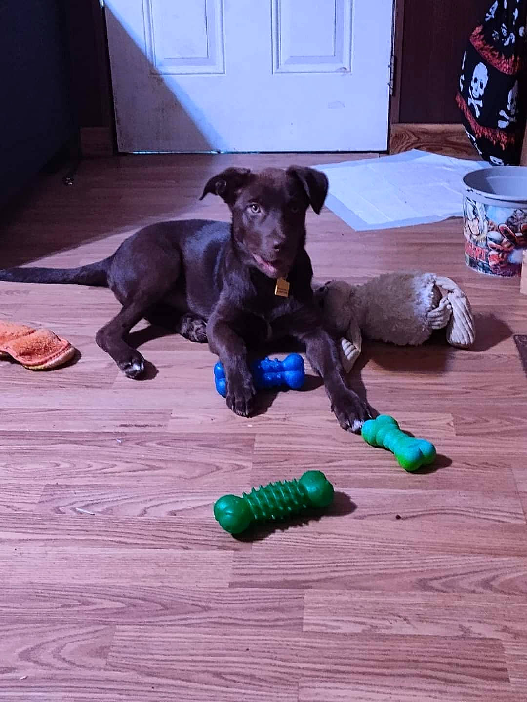 Godiva is registered to the contest to win money with this photo: blue, canidae, carnivore, collar, companion_dog, dog, dog_breed, dog_collar, dog_supply, fawn, floor, flooring, guard_dog, hardwood, liver, pet_supply, snout, tail, wood, working_animal