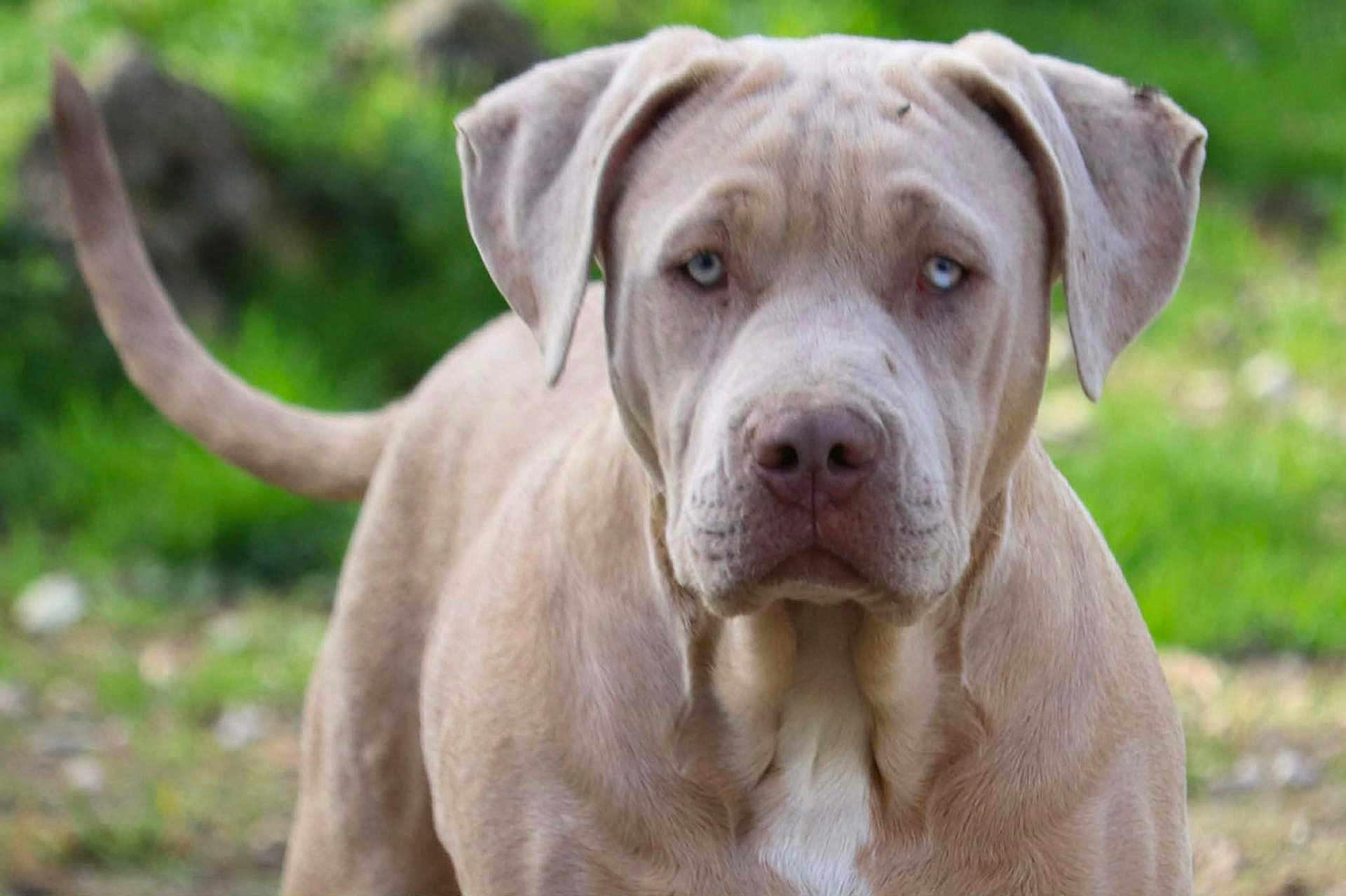 Thor a rejoint le concours — aidez-le/la à gagner de superbes lots ! dog, canine, pet, animal, outdoor, grass, brown, blue_eyes, close_up, portrait, looking_at_camera, young_dog, muzzle, ears, tail, fur, nature, daylight, calm, domestic_animal