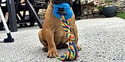 Aslan a rejoint le concours — aidez-le/la à gagner de superbes lots ! puppy, dog, french_bulldog, toy, rope_toy, blue, colorful, outdoor, brick_wall, concrete_floor, pet, sitting, ears, cute, animal, playful, backyard, furniture, black_chair, young_dog