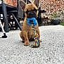 puppy, dog, french_bulldog, toy, rope_toy, blue, colorful, outdoor, brick_wall, concrete_floor, pet, sitting, ears, cute, animal, playful, backyard, furniture, black_chair, young_dog