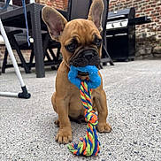 Aslan participe au concours pour gagner de l'argent avec cette photo : puppy, dog, french_bulldog, toy, rope_toy, blue_toy, outdoor, patio, concrete, brick_wall, pet, animal, cute, sitting, playful, ears_up, close_up, background_chairs, barbecue_grill, daylight