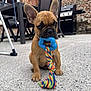 puppy, dog, french_bulldog, toy, rope_toy, blue_toy, outdoor, patio, concrete, brick_wall, pet, animal, cute, sitting, playful, ears_up, close_up, background_chairs, barbecue_grill, daylight
