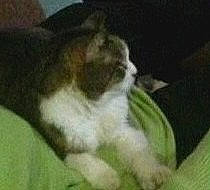 Gina is registered to the contest to win money with this photo: canidae, carnivore, cat, dog, dog_breed, felidae, kitten, mammal, non_sporting_group, norwegian_forest_cat, puppy, schnauzer, shih_tzu, tail, whiskers