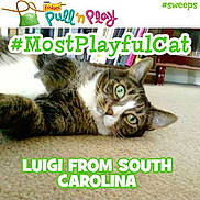 Luigi is registered to the contest to win money with this photo: