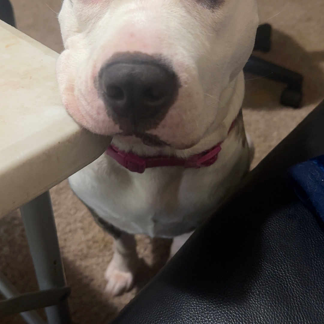 Lola is registered to the contest to win money with this photo: accessories, animal, boxer, bulldog, canine, chair, cushion, dog, furniture, hound, husky, labradorretriever, pet, pitbull, plywood, puppy, snout, strap, whitedog, wood