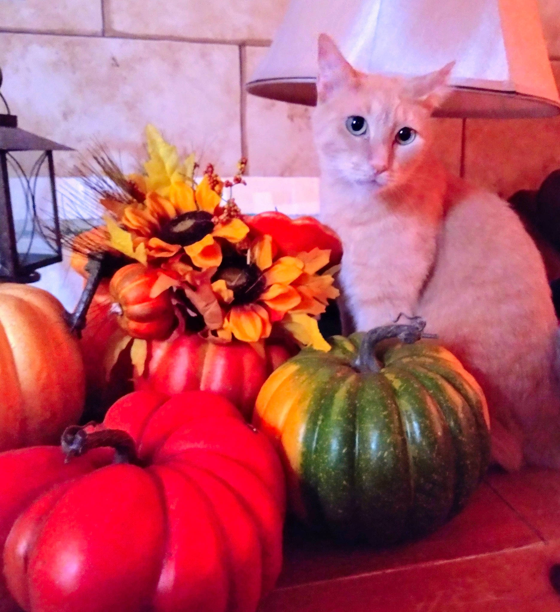 Mojave joined the competition — help win amazing prizes! calabaza, carnivore, cat, cucurbita, felidae, food, fruit, gourd, local_food, natural_foods, orange, plant, produce, pumpkin, squash, superfood, vegetable, whiskers, whole_food, winter_squash