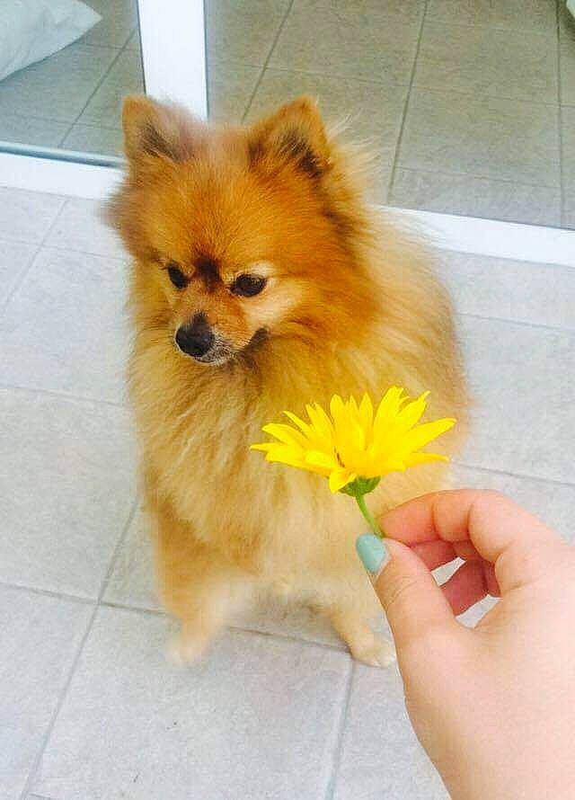 Gabriel a rejoint le concours — aidez-le/la à gagner de superbes lots ! ancient_dog_breeds, canidae, carnivore, companion_dog, dog, dog_breed, eurasier, fawn, finnish_spitz, german_spitz, german_spitz_klein, german_spitz_mittel, mammal, non_sporting_group, pomeranian, puppy, spitz, toy_dog, vertebrate, volpino_italiano