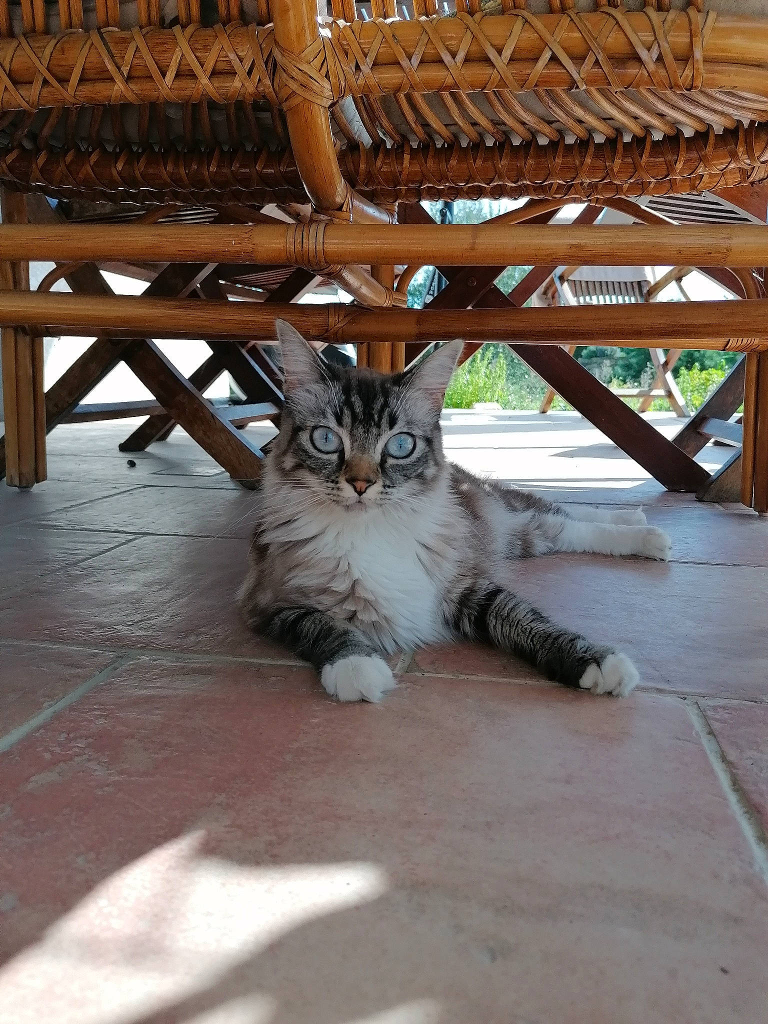 Oggy participe au concours pour gagner de l'argent avec cette photo : aegean_cat, asian, carnivore, cat, domestic_short_haired_cat, dragon_li, european_shorthair, fawn, felidae, kitten, maine_coon, mammal, norwegian_forest_cat, polydactyl_cat, small_to_medium_sized_cats, whiskers, wood