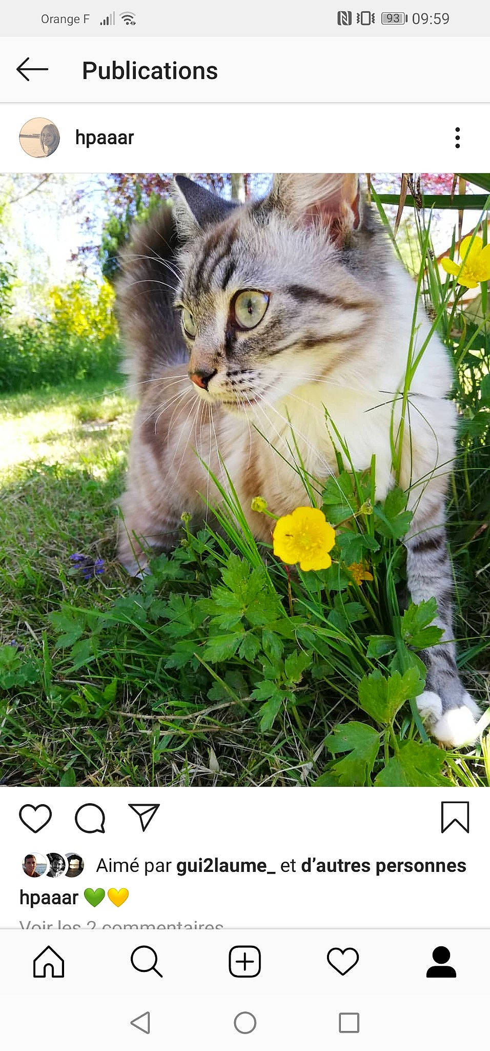 Oggy a rejoint le concours — aidez-le/la à gagner de superbes lots ! adaptation, british_longhair, british_semi_longhair, carnivore, cat, domestic_long_haired_cat, domestic_short_haired_cat, european_shorthair, felidae, flower, grass, herbaceous_plant, norwegian_forest_cat, persian, photo_caption, plant, siberian, small_to_medium_sized_cats, whiskers, wildflower