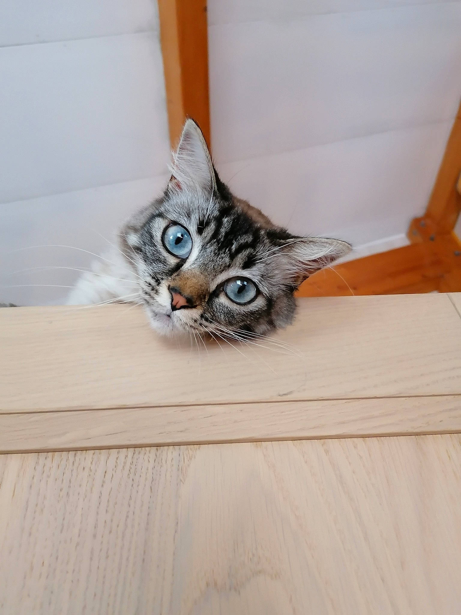 Oggy participe au concours pour gagner de l'argent avec cette photo : aegean_cat, american_shorthair, asian, carnivore, cat, domestic_short_haired_cat, dragon_li, european_shorthair, fawn, felidae, floor, flooring, fur, kitten, maine_coon, mammal, small_to_medium_sized_cats, tabby_cat, whiskers, wood