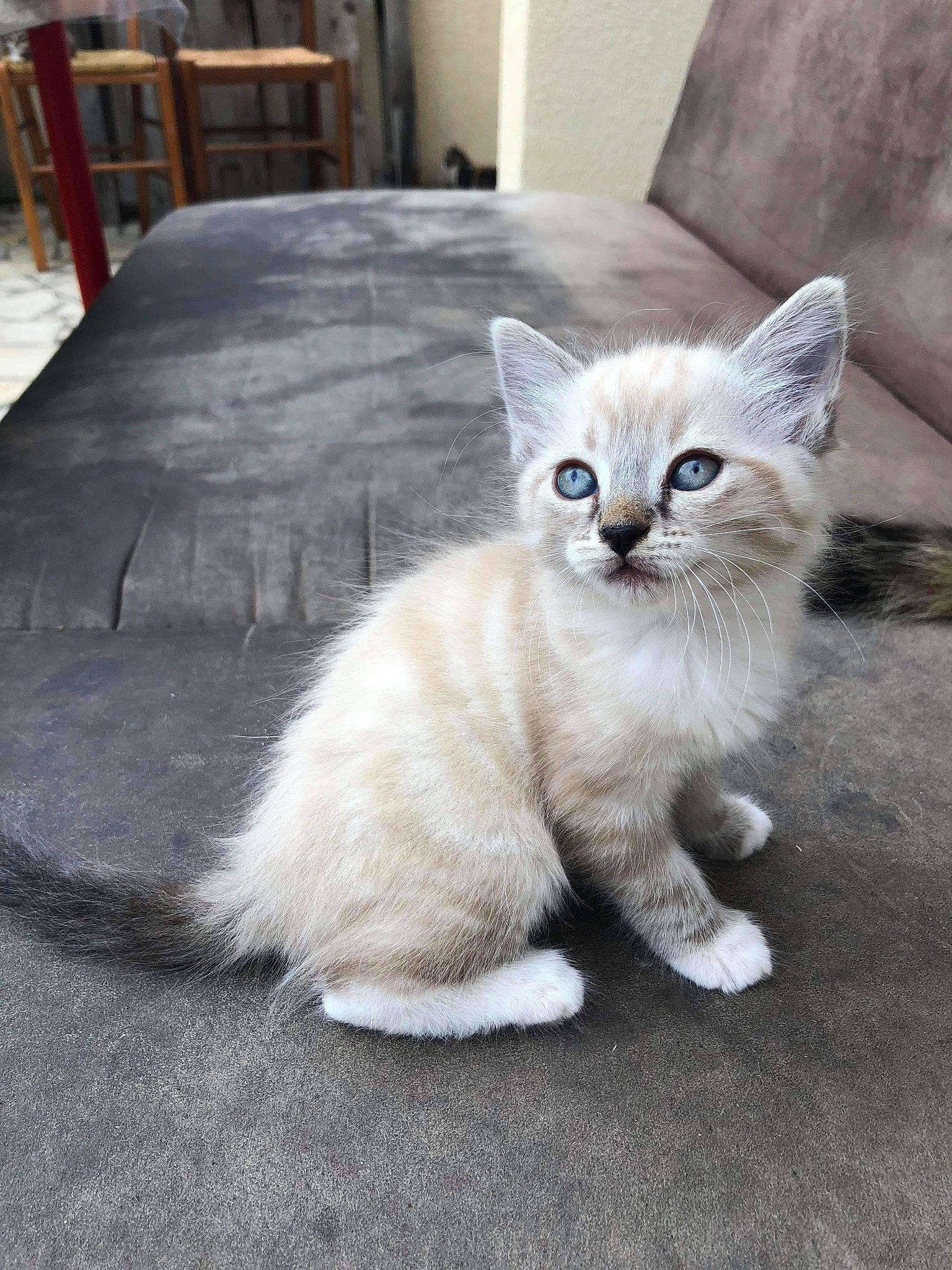 Oggy participe au concours pour gagner de l'argent avec cette photo : asian, asian_semi_longhair, burmilla, carnivore, cat, domestic_long_haired_cat, domestic_short_haired_cat, european_shorthair, fawn, felidae, kitten, mammal, ojos_azules, ragdoll, small_to_medium_sized_cats, tail, thai, turkish_angora, vertebrate, whiskers