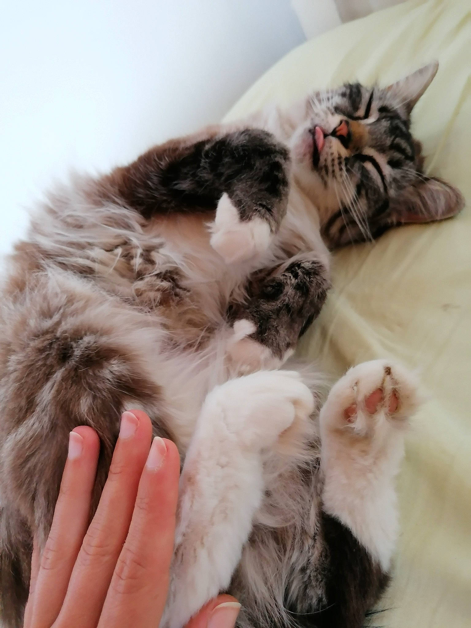Oggy participe au concours pour gagner de l'argent avec cette photo : british_semi_longhair, carnivore, cat, claw, ear, european_shorthair, felidae, fur, kitten, maine_coon, mammal, norwegian_forest_cat, paw, polydactyl_cat, ragamuffin, selkirk_rex, skin, small_to_medium_sized_cats, tabby_cat, whiskers