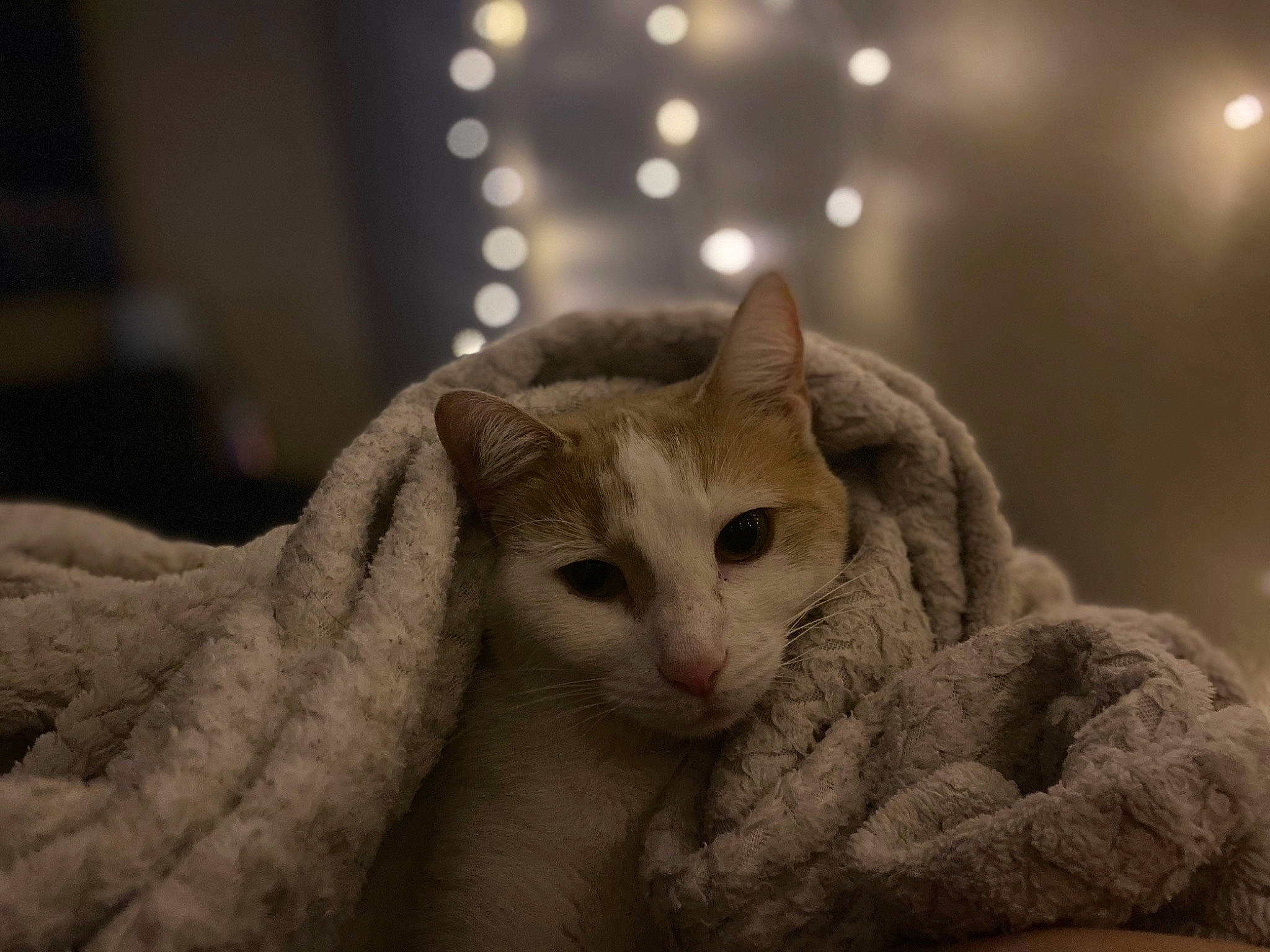 Butter joined the competition — help win amazing prizes! carnivore, cat, comfort, domestic_short_haired_cat, ear, fawn, felidae, fur, paw, small_to_medium_sized_cats, snout, tail, terrestrial_animal, whiskers, window, wool