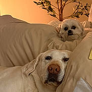 Izzy Cali is registered to the contest to win money with this photo: animal, beige, comfortable, companion, couch, cozy, cute, dog, fur, home, indoor, labrador, living_room, pet, pillows, plant, portrait, relaxing, resting, small_dog