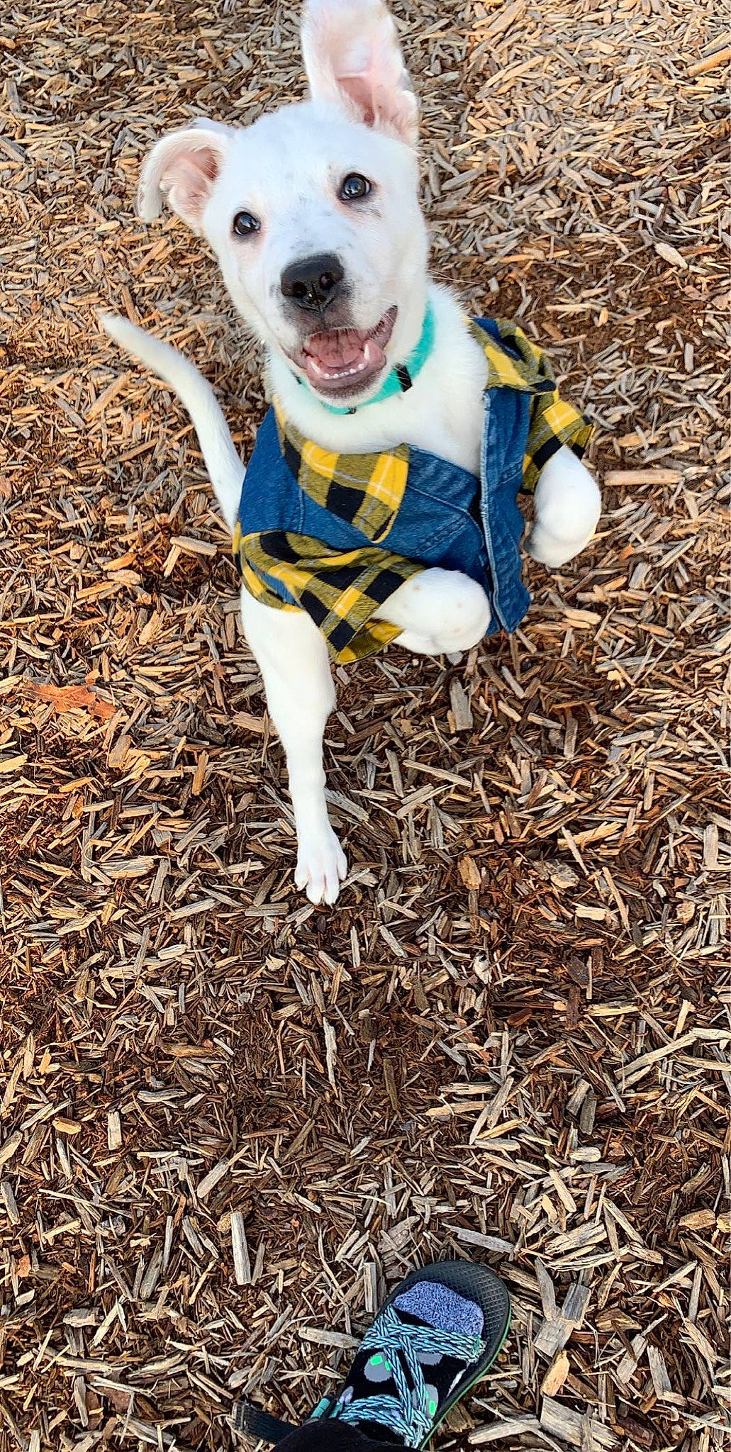 Meatloaf joined the competition — help win amazing prizes! adventure, canidae, carnivore, dog, dog_breed, feist, grass, leaf, non_sporting_group, pit_bull, puppy, soil, sporting_group, treeing_feist